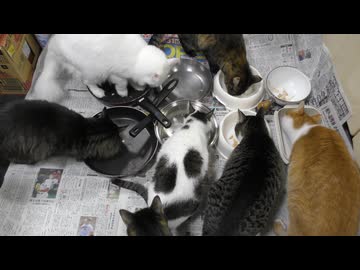 今週のおやつ（本隊）【蒼民家の猫々】