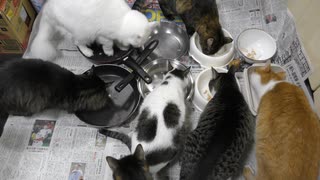 今週のおやつ（本隊）【蒼民家の猫々】