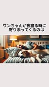あなたが寝ている時にワンチャンが寄り添ってくるのは・・・
