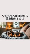 ワンちゃんが寝ながら足を動かすのは・・・