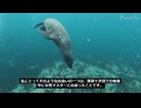 女性のマスターとの出会い ～バラ十字会の学習の過程で～ ‑ Made with FlexClip