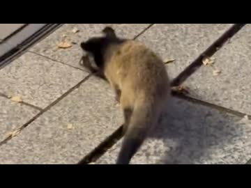 ホモと見る東京に出没した謎のハクビシン