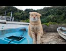 漁港の舟の墓場で寝ていた猫ちゃん、近づくと起きてモフられにきた