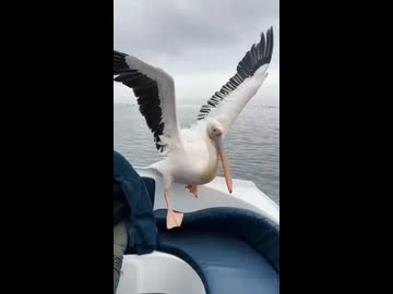 ホモと見るゆるい感じのノアの方舟