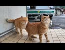 猫島を散歩していたら雨が降ってきたので軒先で雨宿りしていたら猫たちもやって来た #猫 #猫島