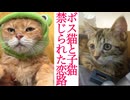 ボス猫、コムギ子猫との禁じられた恋路