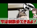 【 #フクロモモンガ 】赤ちゃんに朝散歩の練習を兼ねてジャンプの練習もさせたい！【 #おつモモンガ 】【 #shorts 】