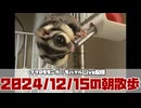 【 #おはモモンガ 】 #フクロモモンガ の朝散歩をライブ配信！2024/12/15 【 #アーカイブ 】