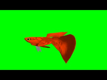 グッピー先輩GB