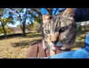 公園の芝生広場のベンチに座ると猫がトコトコ歩いてきて隣に座ってきた