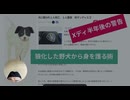 Xディ半年後の警告 狼化した野犬から身を守る術　あなたと大切な家族は野犬から肉として認識される