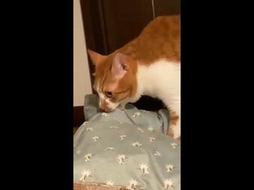 ホモと見る飼い主と一緒に寝るために自分の布団を持って寝室へ向かう猫