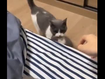 ホモと見るネコに信頼されているご主人さま