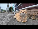 道端に寝ていた猫を撫でようとするとすかさず他の猫が割り込んで来た