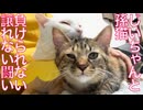 じいちゃん猫vs孫娘猫、負けられない闘い