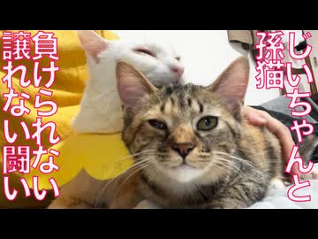 じいちゃん猫vs孫娘猫、負けられない闘い