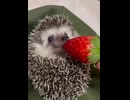 ホモと見る苺を食べてガンギマリになるハリネズミ