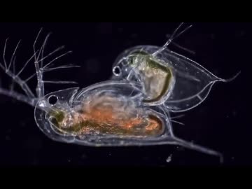 ホモと見るミジンコと化した野獣と遠野