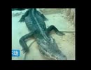 ホモと見るガリガリになってしまう中国の動物園のワニ