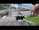 猫島の丘の上の神社に行くと猫が下から歩いて来た #猫 #猫島