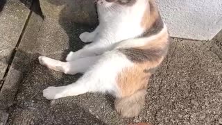 人慣れパステル三毛猫映像