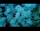 The coral reef