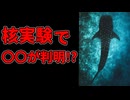 核実験でジンベエザメの〇〇がわかる！？【解説動画】