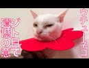 ウチューネコ、愛情すれ違いでジト目遺憾の意