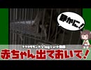 【 #フクロモモンガ 】赤ちゃんがいるときの鳴き声！飼い方として覚えておきたい！【 #おつモモンガ 】【 #shorts 】
