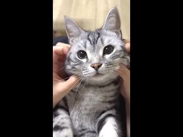 ホモと見る人間を憐れむ猫さん