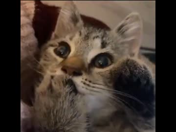 ホモと見る指チュパが止まらない子猫