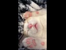 ホモと見る人間の赤ちゃんな子猫さん