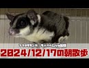 【 #おはモモンガ 】【 #朝活  】 #フクロモモンガ の朝散歩をライブ配信！2024/12/17 【 #アーカイブ 】