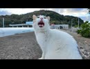 防波堤の上でよく喋る猫に出会った #猫 #猫島