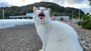 防波堤の上でよく喋る猫に出会った #猫 #猫島