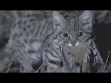 ホモと見る世界で最も恐ろしい野生の猫