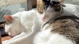 ほかほかの窓辺