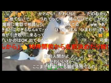 【ずいえき】 キャンプ場でネコと出会う【ニコ生切り抜き】