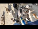 猫島の商店で菓子パンを買って店を出たら猫に取り囲まれた #猫 #猫島