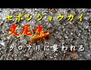 セボシジョウカイ交尾中クロアリに襲われる