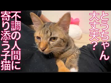 コムギ子猫、人間の不調に寄り添い寝する