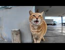 漁港の茶トラ猫ちゃん何か話し掛けてきた
