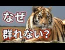 トラがライオンのように群れない理由がこちら【解説】