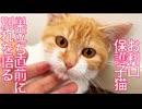 賢き保護子猫、敏感に別れを悟る