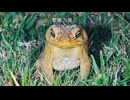 特定外来種のうた（ボカロ）