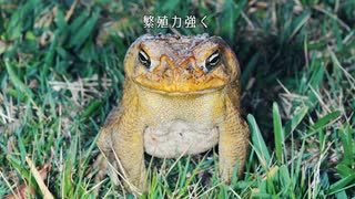 特定外来種のうた（ボカロ）