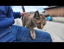 猫島の港近くの防波堤の猫二人組がカワイイ #猫 #猫島