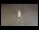 ホモと見る２匹のネズミを戦わせる猫