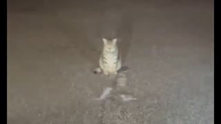 ホモと見る２匹のネズミを戦わせる猫