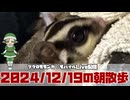 【 #おはモモンガ 】【 #朝活  】 #フクロモモンガ の朝散歩をライブ配信！2024/12/19 【 #アーカイブ 】